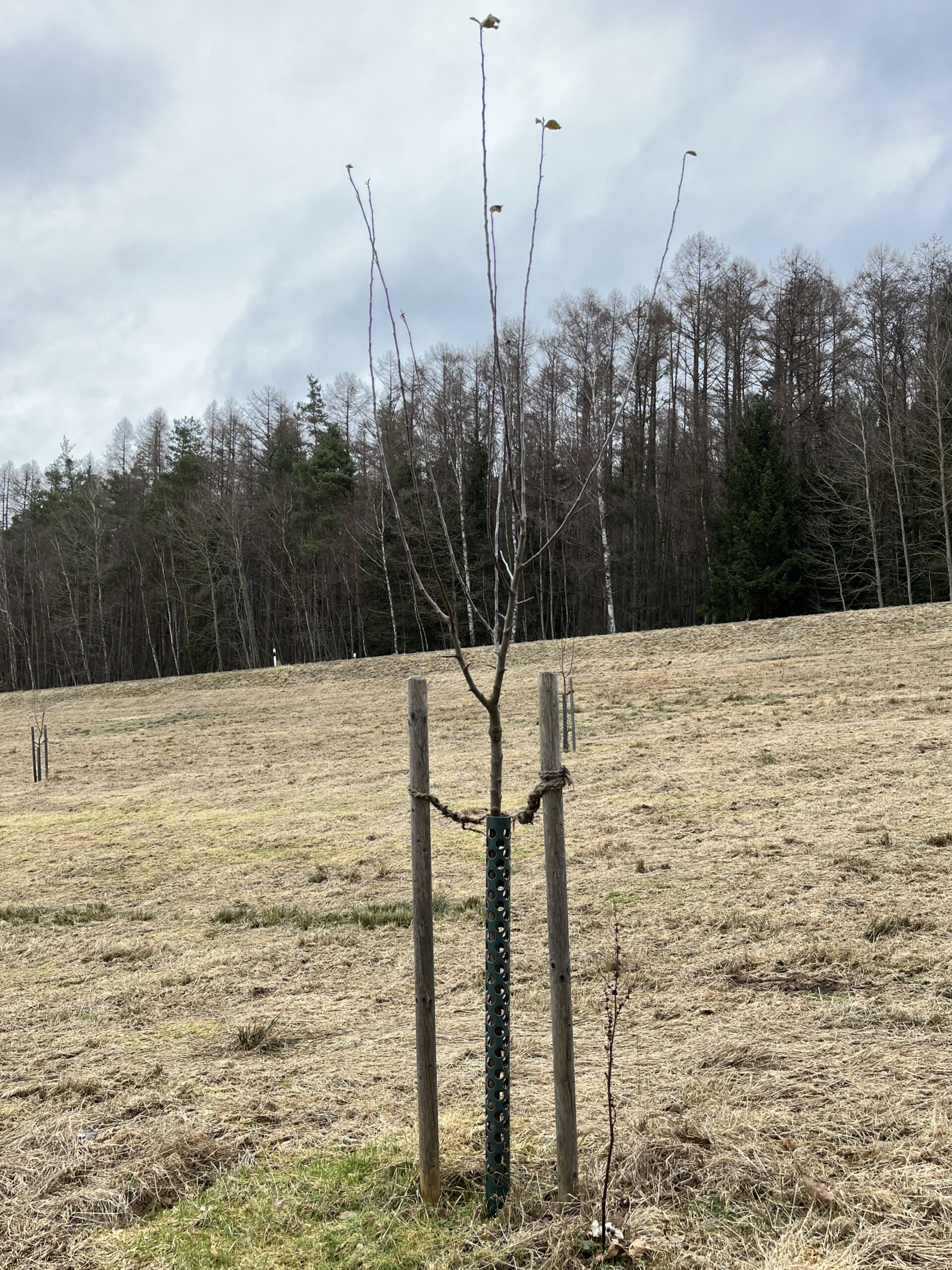 Erziehungsschnitt 2024