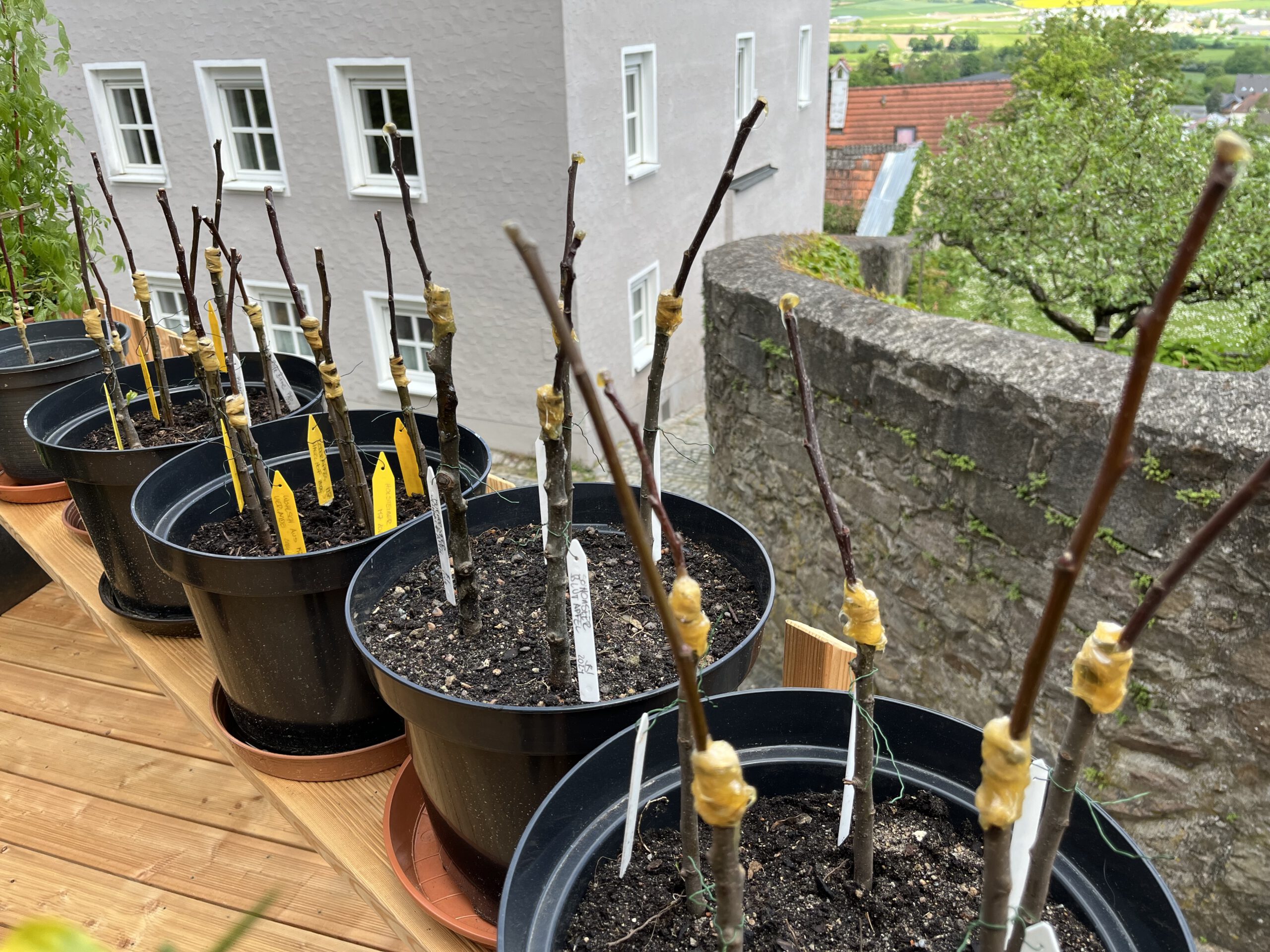 Obstbaum-Veredelungskurs