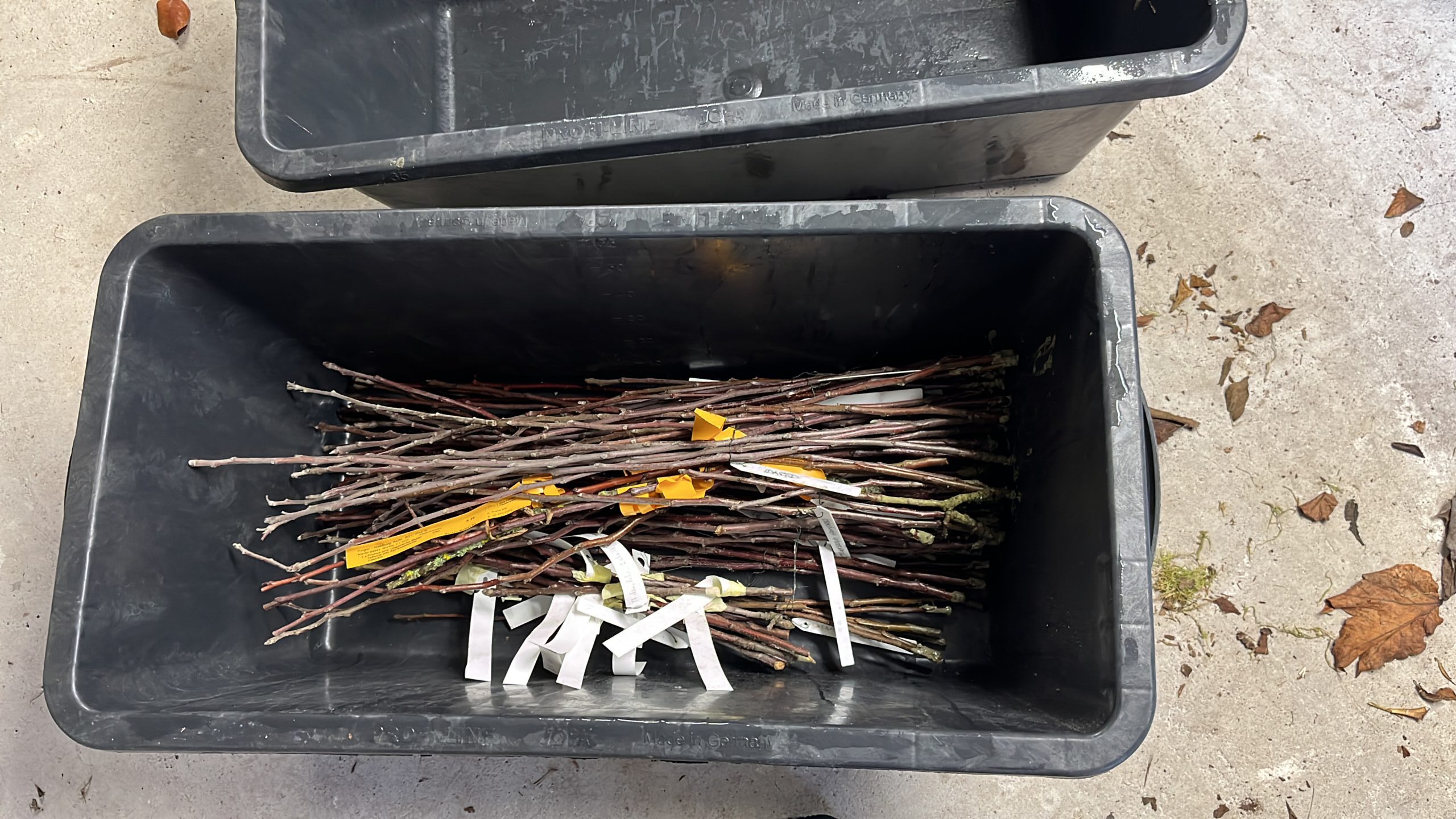 Obstbaum-Veredelungskurs 2026