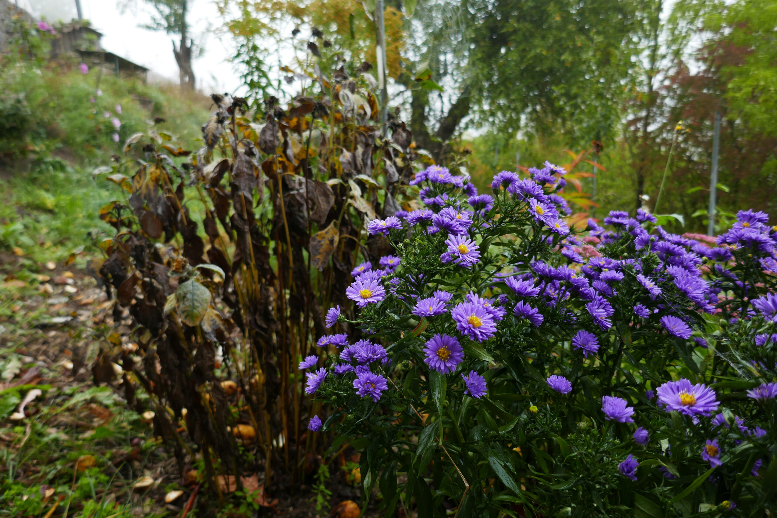 Herbst im Sortengarten und drumherum